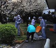 Cleaning under Japanese plum trees in the premises